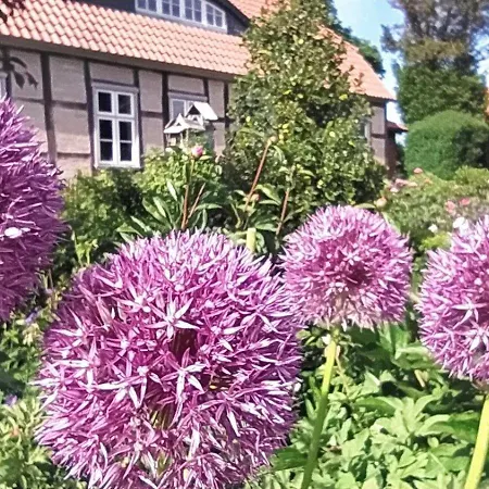 Rosengarten Am Pfarrgarten Starkow