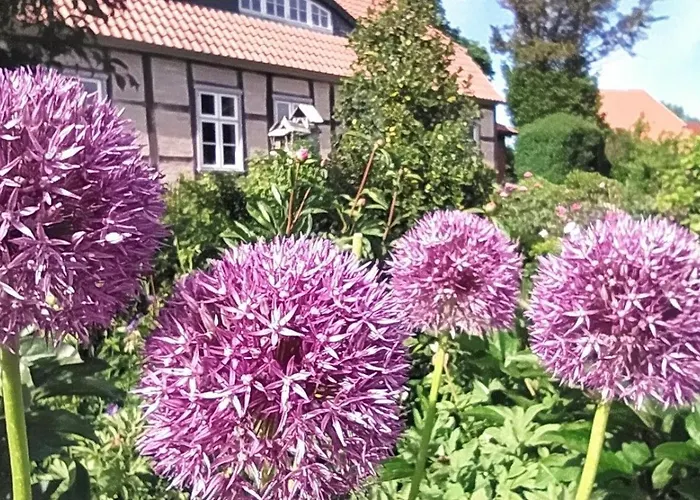 Rosengarten Am Pfarrgarten Starkow